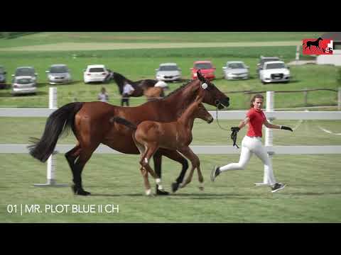 01 Mr Plot Blue II / suisseelite.auction