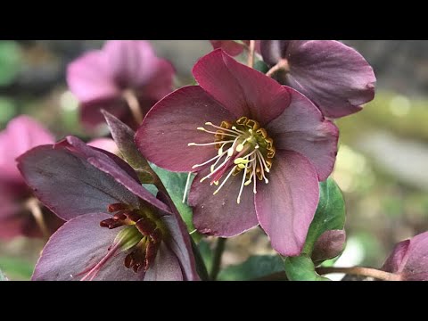 ローズルート 植物