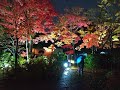 昭和記念公園の紅葉ライトアップ2019