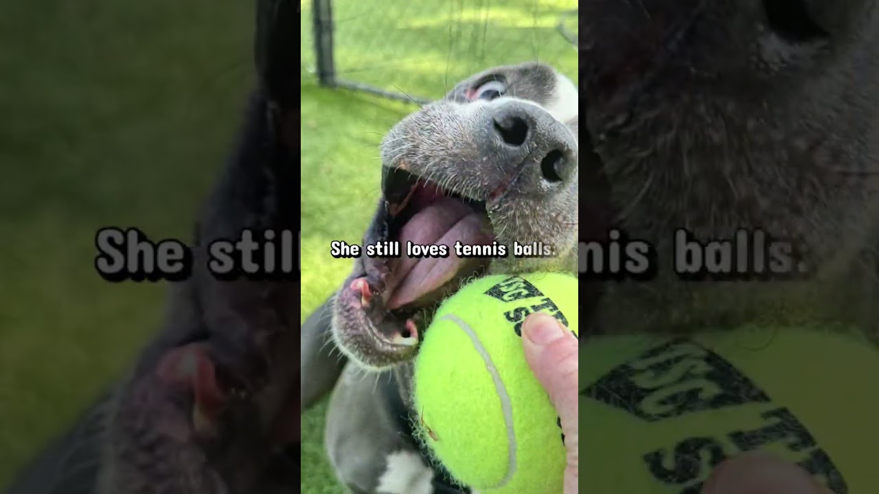 Enlarge Chancey, a Adoptable Mixed Breed in Winston-Salem, NC video 5/5