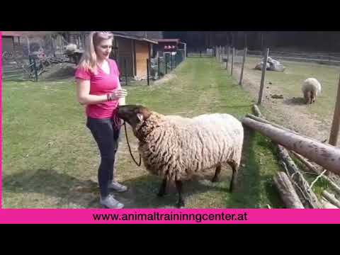 Schafe - für Kinder erklärt