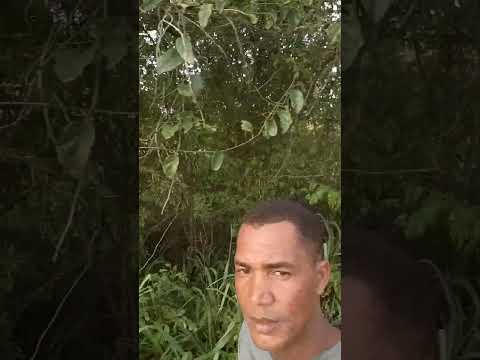 Andando um pouco pela BR de Salgado Sergipe