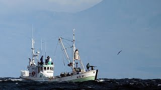 Reikiavik reanuda la caza de ballenas tras 2 años de pausa
