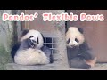 How Flexible Pandas' Paws Are! | iPanda