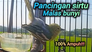 Download lagu Pancingan sirtu malas bunyi agar nyaut emosi bikin sirtu gacor nglawan mp3 Download lagu Pancingan sirtu malas bunyi agar nyaut emosi bikin sirtu gacor nglawan mp3