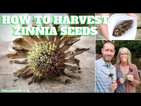 Zinnia Seed Harvesting For Every Gardener