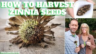 🔥 How to Harvest Zinnia Seeds - SGD 192 🔥