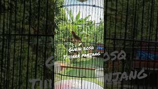 Download lagu PRENJAK KEPALA MERAH BETINA NGETIR PANJANG mp3