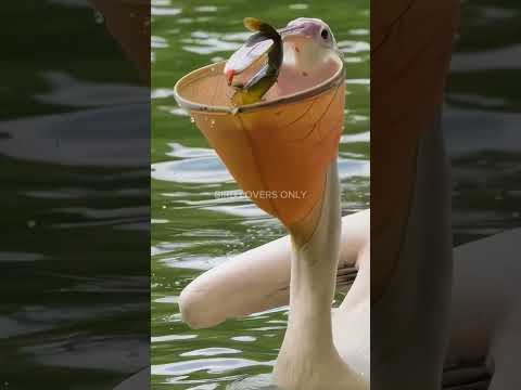 Pelican bird eating fish in water | Subscribe Please #pelican #pelicans