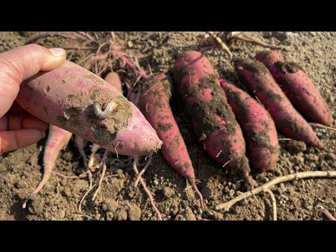 堆肥の中に大きな白い虫がいるのはなぜですか?ケトインかコガネムシの幼虫?  庭園