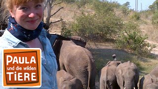 Download lagu Wie versteckt sich ein Elefant? | Reportage für Kinder | Paula und die wilden Tiere mp3