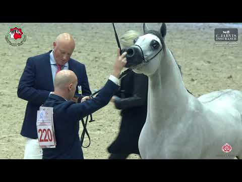 Sharjah Int  Arabian Horse Festival 2023   Class 10A