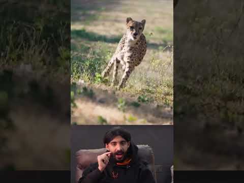 اسمه النمر ولا الببر