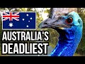 14 Of The Deadliest Animals In Australia - Danger Down Under!