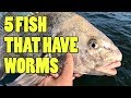 5 Fish That have Worms in Their Meat