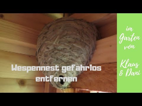 download lagu mp3 mp4 Wespennest, download lagu Wespennest gratis, unduh video klip Wespennest
