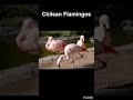 Chilean Flamingos