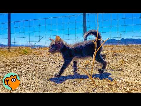 Guy Finds Tiny Kitten In a Desert. Now She's His Daughter  | Cuddle Buddies
