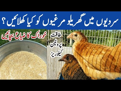 , title : 'What to Feed Your Chickens So they Survive Winter Season 2022 | Dr. ARSHAD'