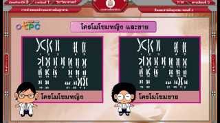 สื่อการเรียนการสอน ยีนและสารพันธุกรรม ตอนที่ 2ม.3วิทยาศาสตร์