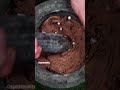 Crush And Eat Chocolates
