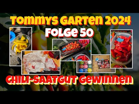 Tommys Garten 2024 - Folge 50 - Chili-Saatgut gewinnen