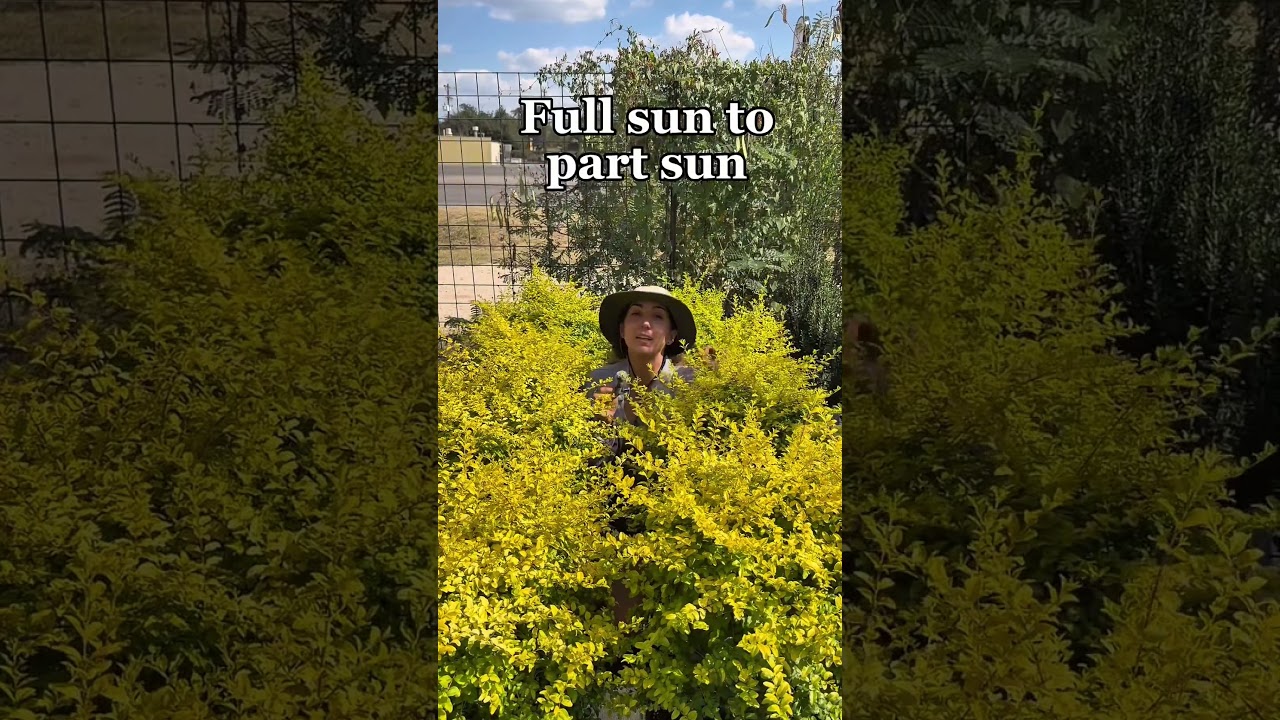 Sunshine Ligustrum Care and Growing Tips