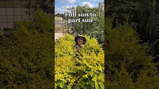 Sunshine Ligustrum Care and Growing Tips