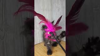 Cleopatra, black smoke 8 week old Maine Coon kitten 🩷 #cat #mainecoon #kitten