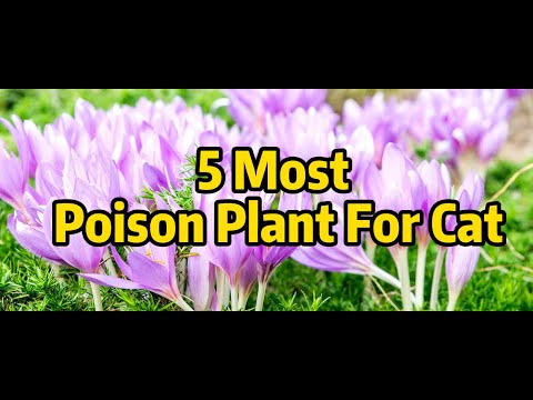 5 Most Poison Plant For Cat