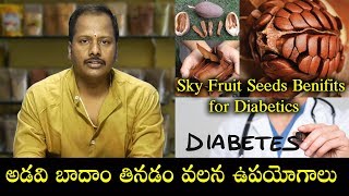 Sky Fruit Seeds  for Diabetics | Mahogany Seeds | Health Benefits | PublicTalkTv
