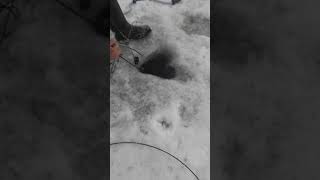 Ссылка