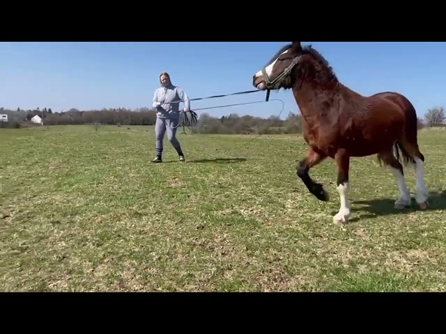 Saillie poney Welsh Mountain