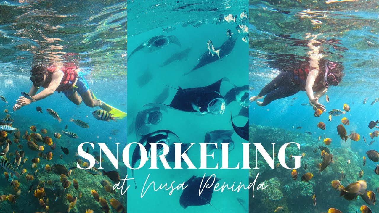 Dive into the highlights of snorkeling alongside majestic Manta Rays.