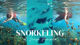 Download lagu Amazing Snorkeling Spot in Nusa Penida – Swim with Manta Rays! (4K) mp3