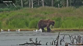 River Watch - Katmai National Park 2022 Season Highlights