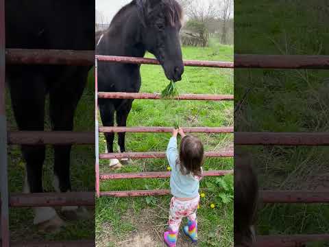 Adorable Girl Feeds Horse