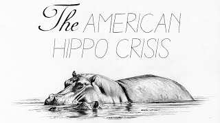 How America Was Almost Overrun By Hippos