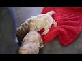 Cockapoo dogs for sale: Omah - Video 1