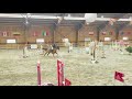 Ruin Franse rijpony PFS Te koop 2019 Vos ,  Mon Nantano de florys