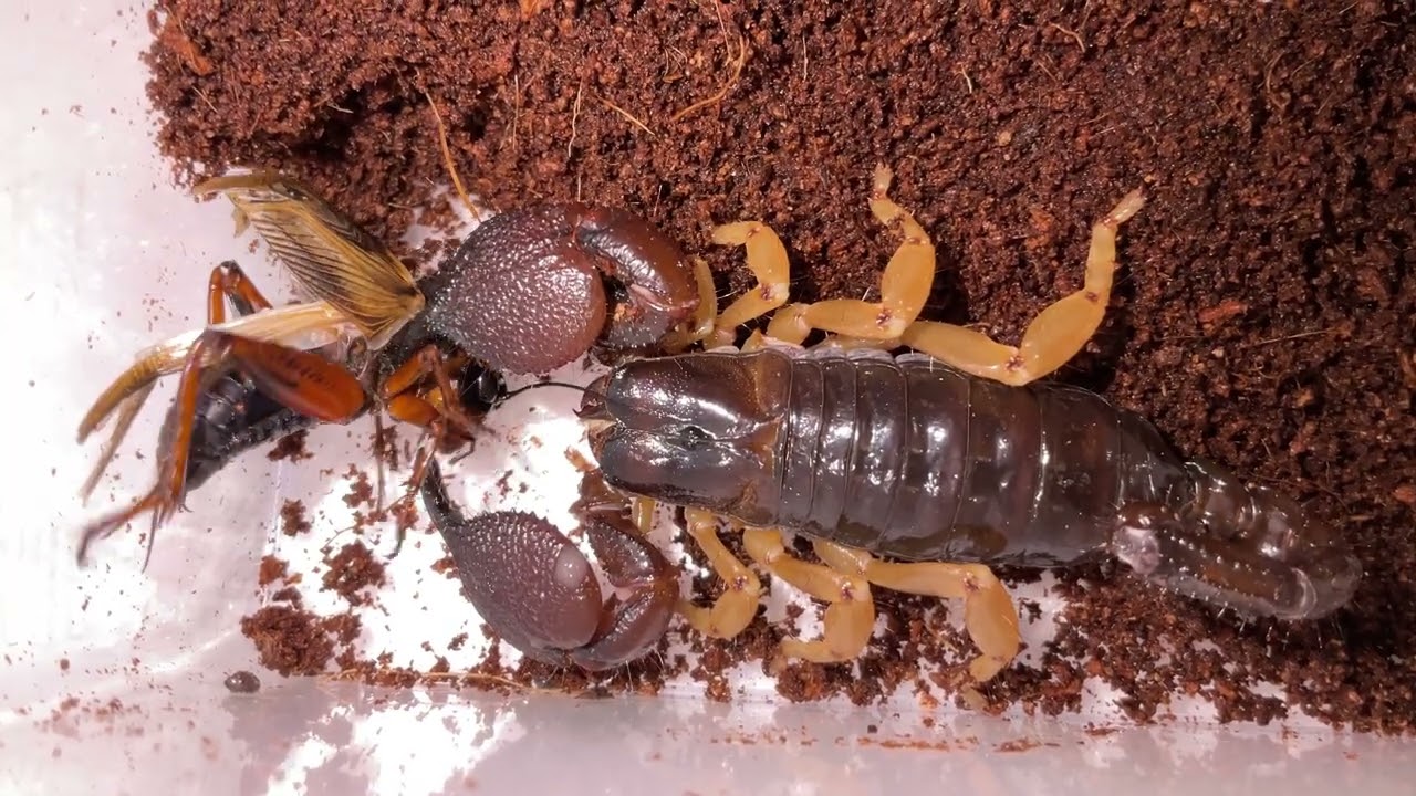 Indian black scorpion (Deccanometrus latimanus)