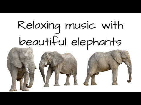 Relaxing Music with Beautiful Elephants 🎵🐘