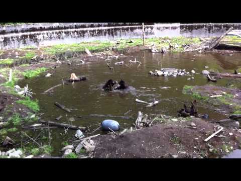 2011 07 31 Alaska 21 Bears IMG 1930