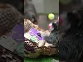 The marmosets get a tasty present! 🐵🎁 #shorts #monkey #mayahiga #alveus #alveussanctuary