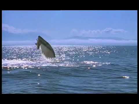 Walking with Beasts Se1 - Ep02 Whale Killer - Part 01