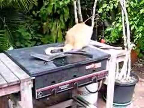 Husky Pup Shan plays with Cat
