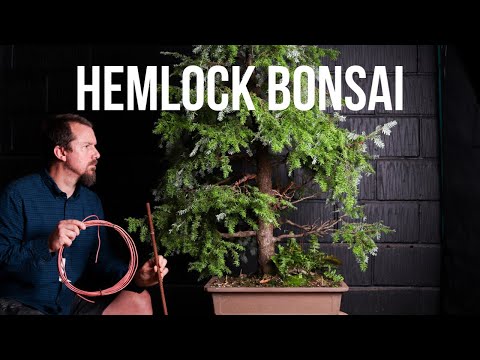 Structural Bonsai Work On My Hemlock