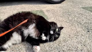 From Indoor Cat to Outdoor Explorer🐈⬛🐈⬛室内が好きな猫が急にお外が好きになりました。