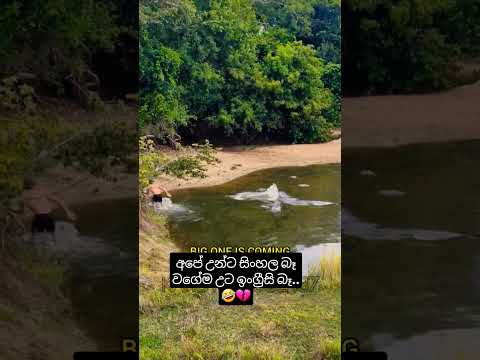 මුට දෙමළ ටික හරි කියවන්න තිබ්බ😒💔 #srilanka #trending #viralvideo #shorts