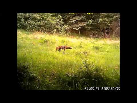 Ræven i Eventyrland